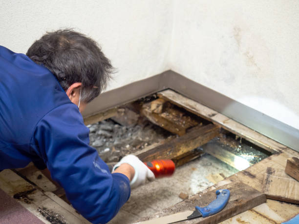 Dixon, KY Mold Removal Pros