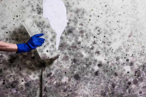 Best Bathroom Mold Remediation in Dixon, KY